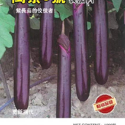 郑州紫色长茄子种子产量高，肉厚籽少 抗病强果长35公分左右