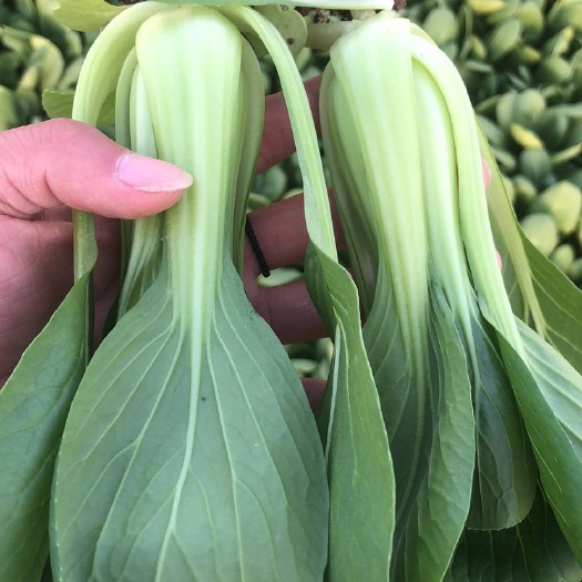 曹县上海青  大量供应，质量保证，价格便宜。