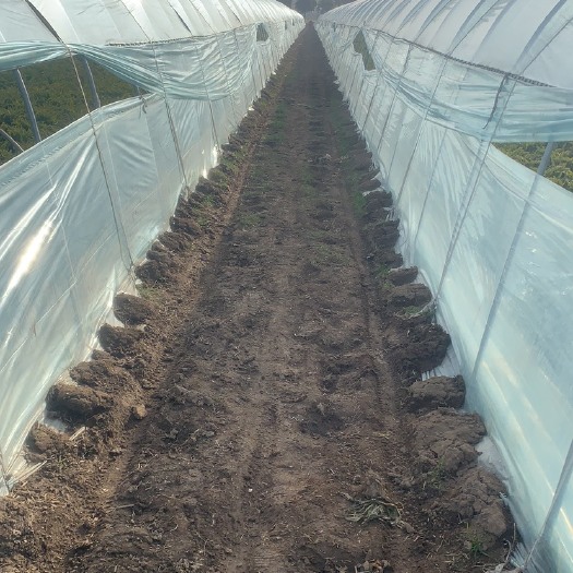 宿州青叶莴笋  万亩大棚种植基地批发蔬菜，主营莴笋。