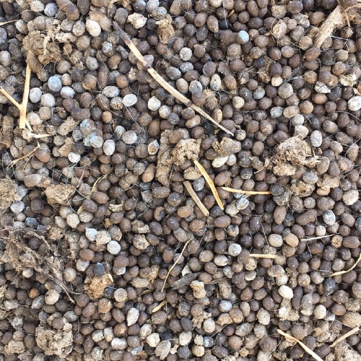 泸县出售干羊粪，只发整车，10吨起发
