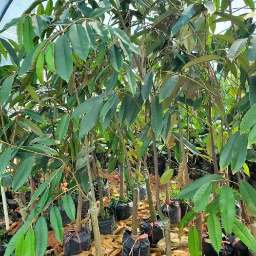 灵山县金枕榴莲苗  泰国金枕榴莲树苗