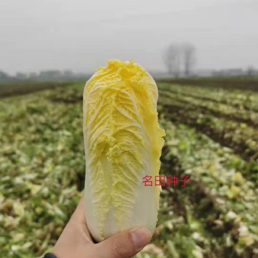 新型娃娃菜种子 高产颜色好 高抗病 南北方四季可种
