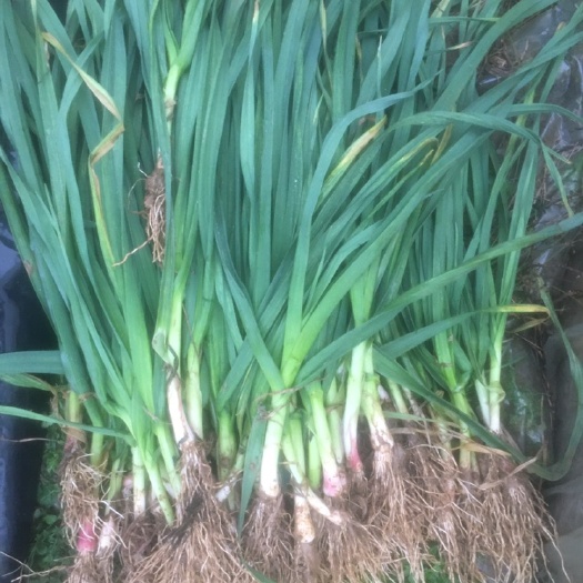 株洲红根蒜苗 45 - 50cm 