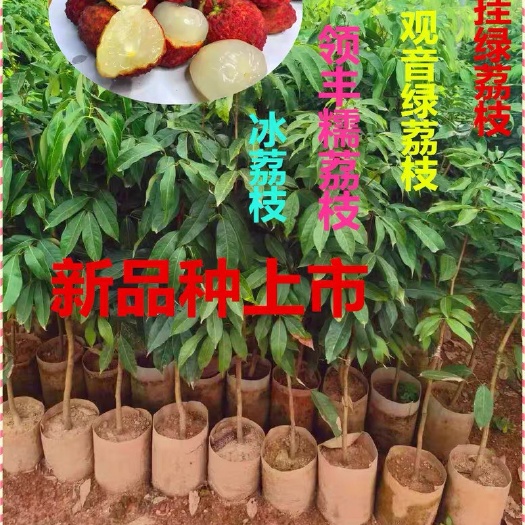 灵山县冰荔苗  荔枝苗新品冰荔仙进奉无核妃子笑嫁接果树苗盆栽地栽庭院南方种植