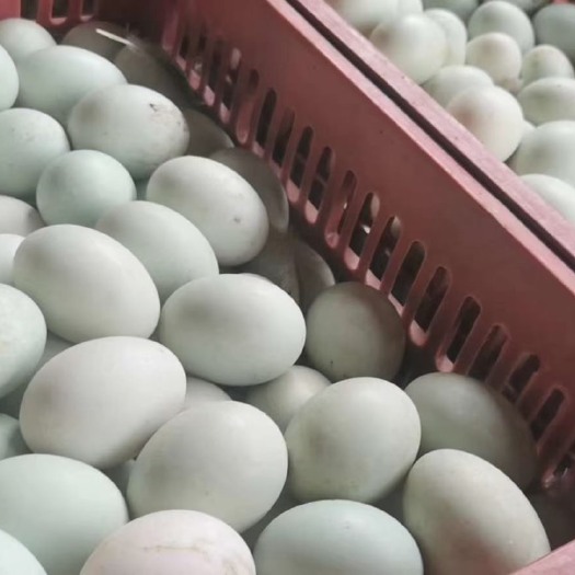 丰县红心鸭蛋  《基地供应》绿壳鸭蛋，青壳鸭蛋，红心，新鲜度高，破损低，日产