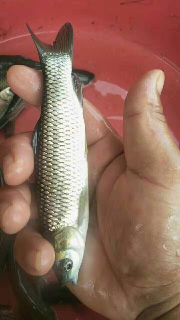草鱼苗，皖鱼
