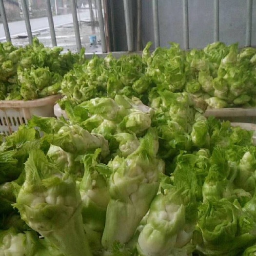 重庆市 优质儿菜大量出货