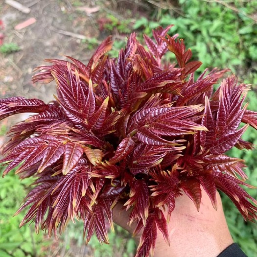 大竹县红油香椿  红油香春芽￼.红香椿芽正宗四川大竹特产