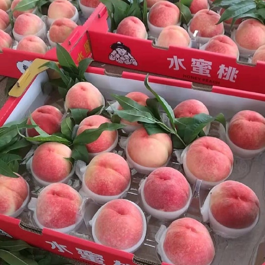 盐亭县映霜红蜜桃  精品水蜜桃，产地直销，一手货源，欢迎提前对接！