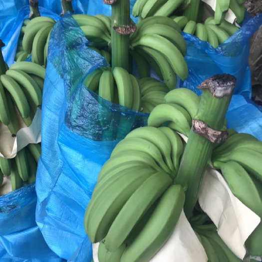 金平县巴西蕉苗  云南香蕉