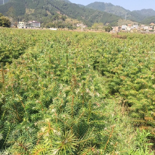 连山县杉木树苗 30-100高径0.5径囗以上起苗一年苗十多万.产地直供