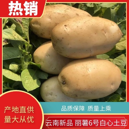盈江县2025年第一批新土豆丽薯6号  热销新鲜土豆 马铃薯 洋芋