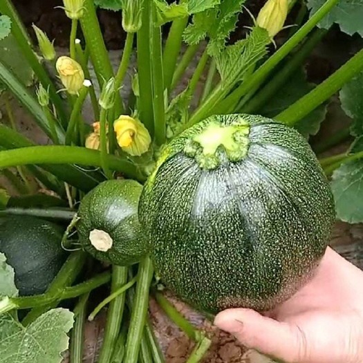 台山市绿皮西葫芦  100亩圆形西葫芦矮南瓜树蕃瓜圆形云南小瓜