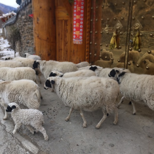 松潘县草地绵羊、小尾巴绵羊、大量现货、可长期供货