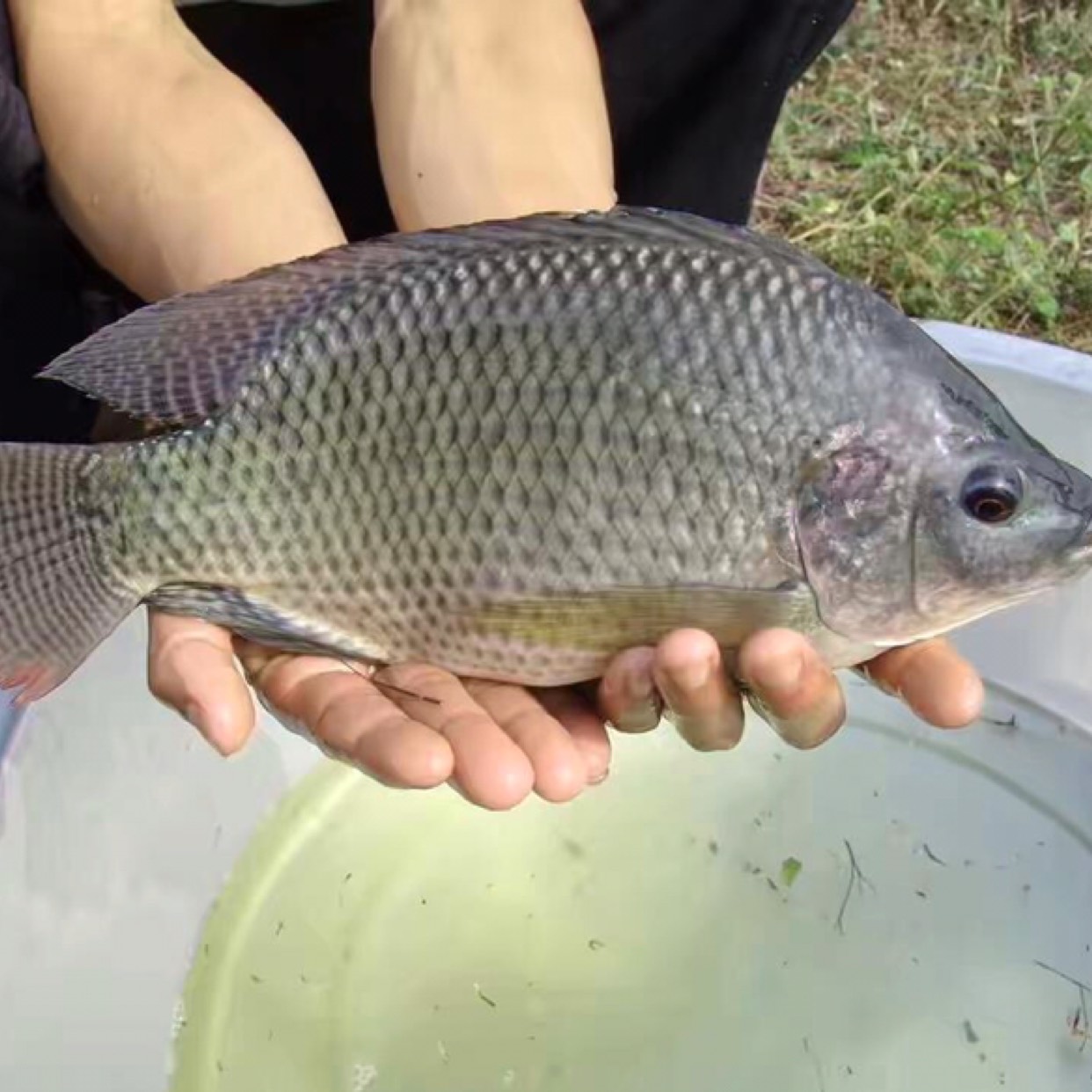 [尼羅羅非魚批發]尼羅羅非魚 海南本地池塘塘羅非魚,無泥腥味,品質佳,