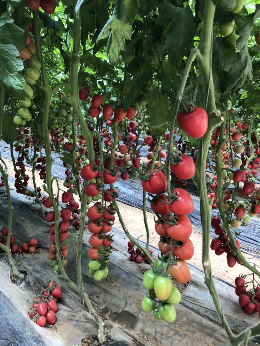 樱桃番茄种子  诺禧一号 椭圆形粉色樱桃种子 小西红柿种子