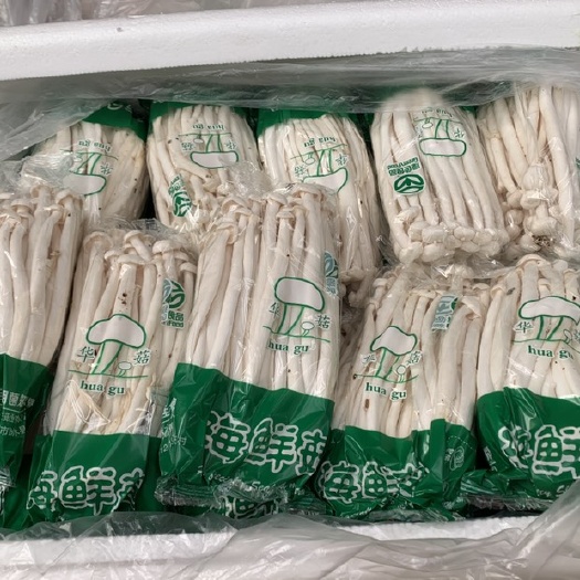 高碑店市蘑菇 河北涞水海鲜菇