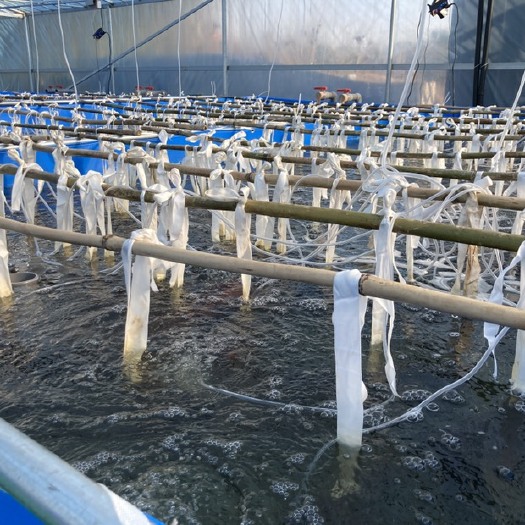 湖州 浙北地区加州鲈鱼水花、鱼苗