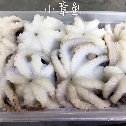 东山县东山天然鲜活小章鱼 海鲜新鲜去内脏八爪鱼八爪章鱼400克