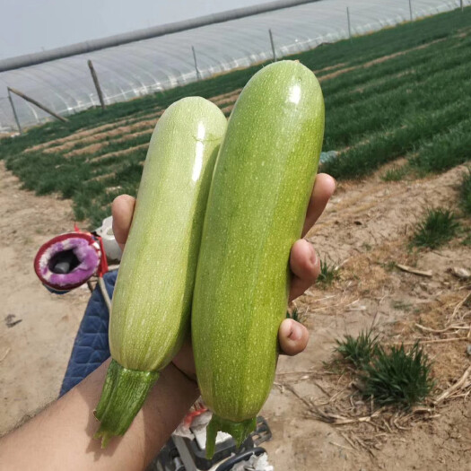 寿光市绿皮西葫芦种子  耐寒耐热油绿西葫芦  高温不褪色西葫芦种子