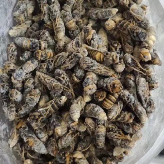 广州地王蜂蛹  金环土蜂4级蛹 别名螺丝蛹