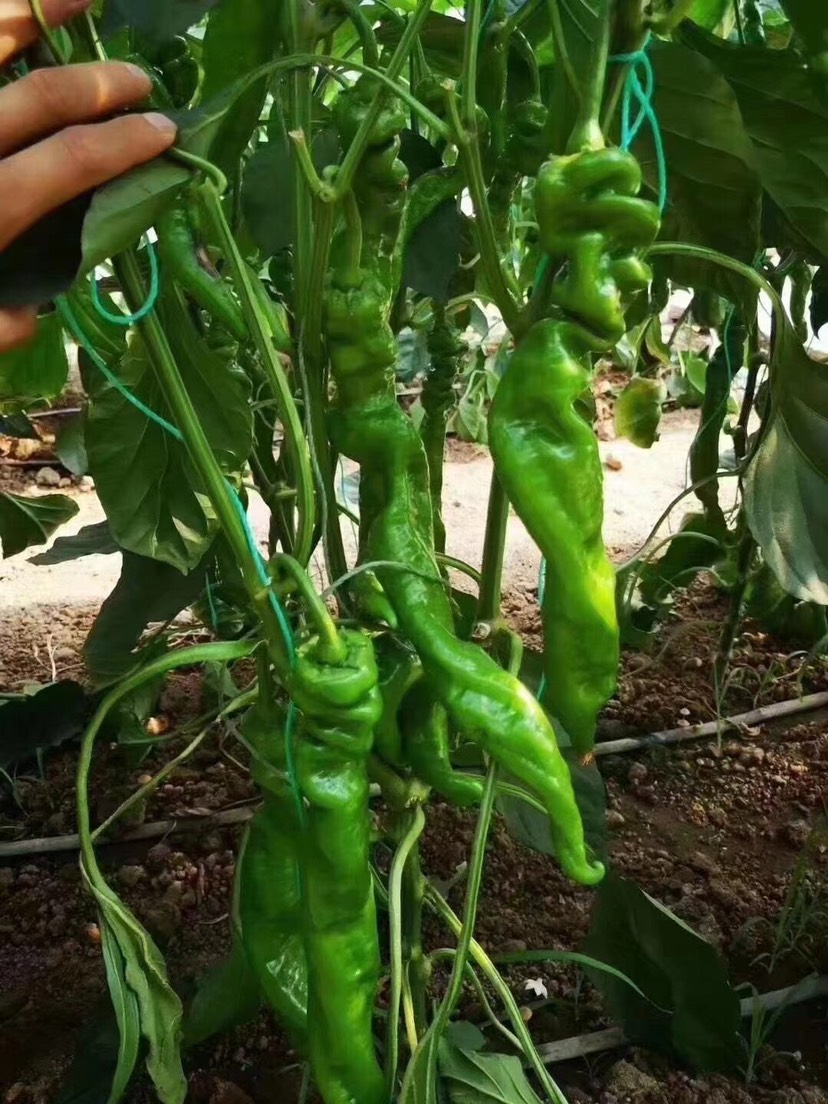 诺旋一号 大螺丝椒种子 陇椒 麻辣 上螺下旋 产量高