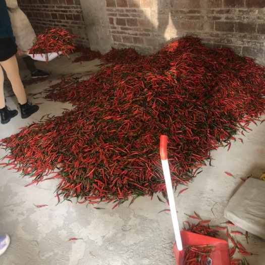 罗定市小米椒  广东罗定产地直销现摘精品小米辣