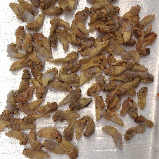 广州大银蝉。熟称唐僧肉