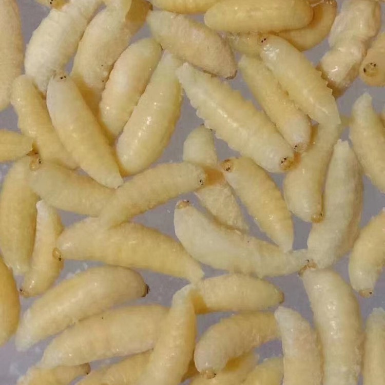 廣州土蜂蛹  熟凍金環一級蛹