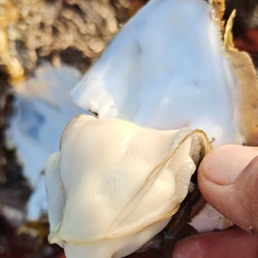 钦州牡蛎  长期供应钦州，北海，湛江生蚝，品质保证，价格优势。
