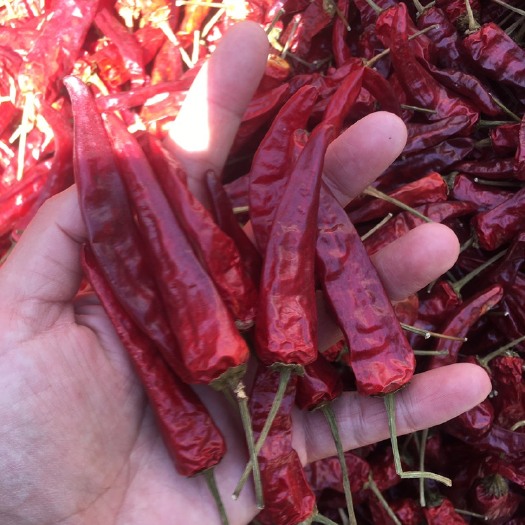 福建辣椒王，包邮正宗辣椒王，卤味专用，香辣，耐煮