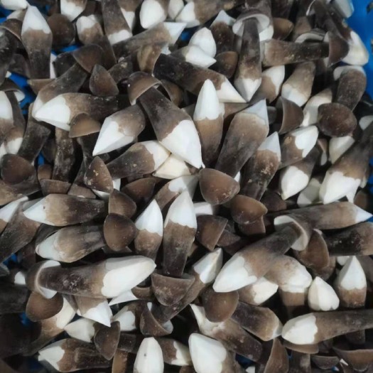 菏泽鸡枞菌 鲜鸡枞菌