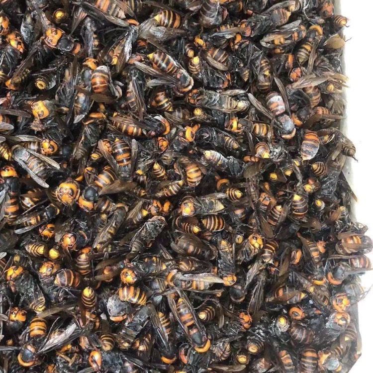 廣州地王蜂蛹  活凍金環老蜂。 別名螺絲釘