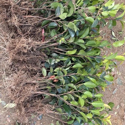 成都 茶梅