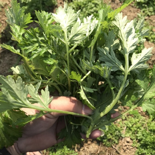 四会市艾草 无公害艾叶