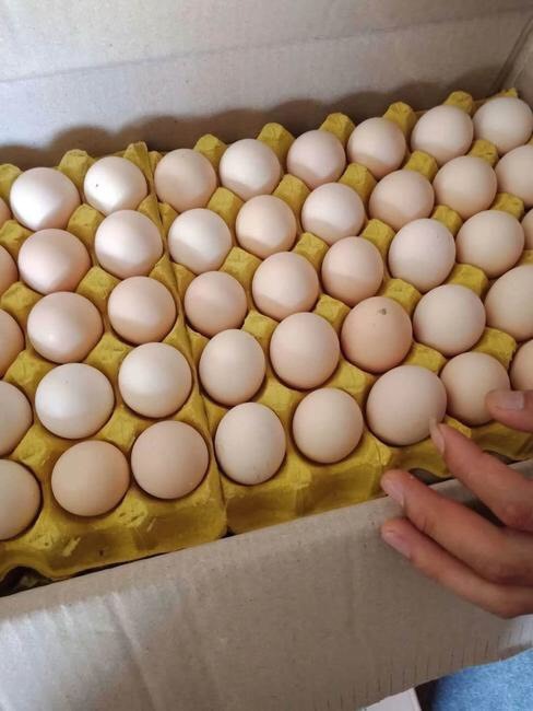 荆州白壳蛋 食用 箱装