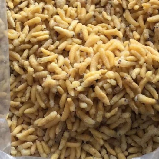 胡蜂蛹  熟冻后期一二级树蜂蜂蛹