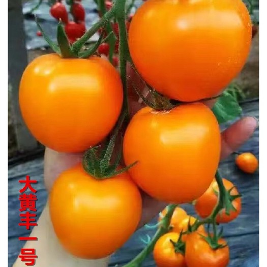 寿光市樱桃番茄种子  大黄丰 橘黄色 大黄番茄种子 黄色西番茄