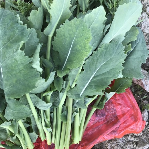  油菜苔