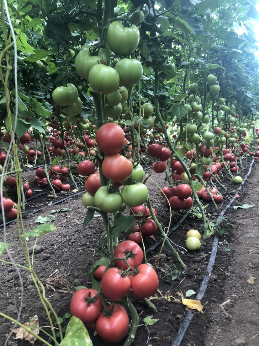 硬粉番茄苗  番茄苗子  西红柿苗子 大果精品 樱桃番茄苗