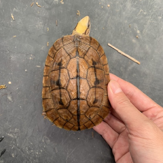 东莞市巴西龟 精品海南禄
