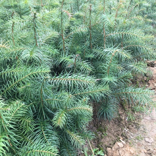 金溪县杉木树苗 杉树苗！高度20－50公分！基地直供！常年培育经验！量大从优