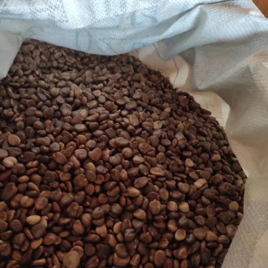 通道县大量黑老虎种子批发颗粒饱满种植方便易养活价格优惠可商议
