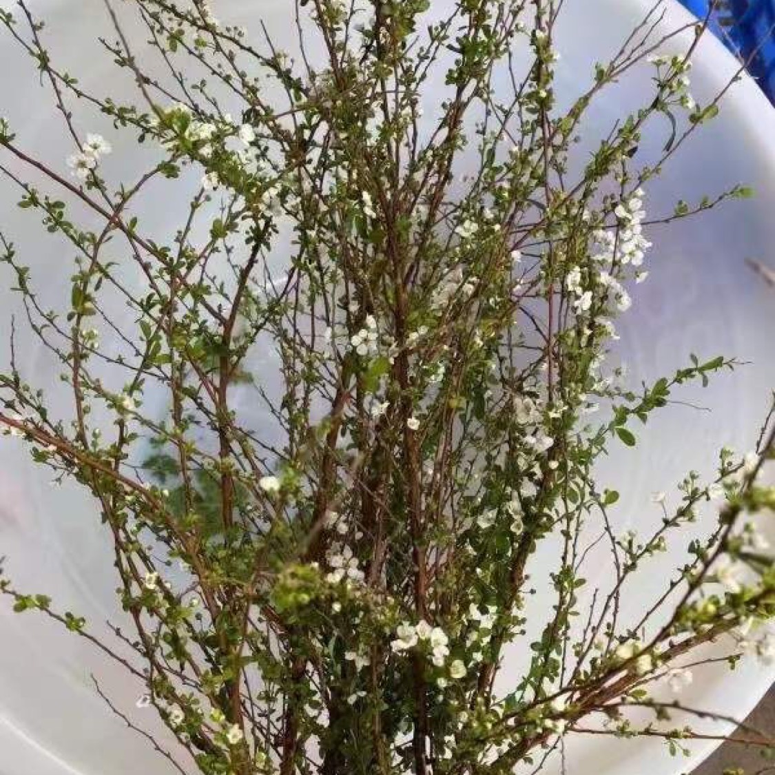 抚顺县干支雪柳鲜切花