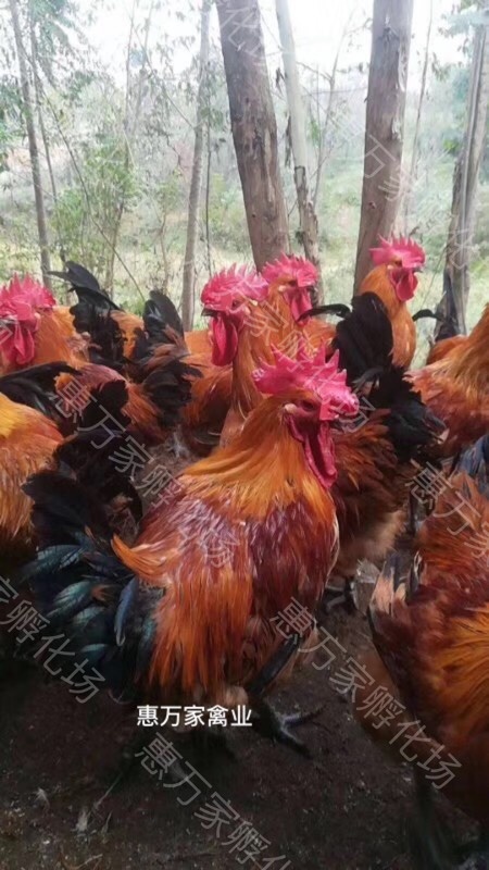 南宁乌骨鸡苗  快大乌鸡苗  青脚乌肉鸡苗 （快大型）诚信经营