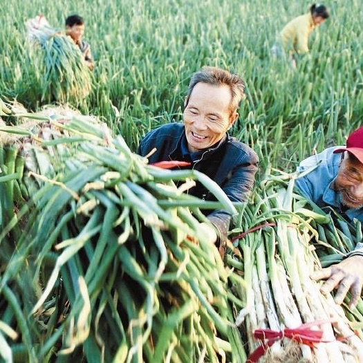 菏泽长白大葱  山东大葱 大量供应，供货快、货源足。