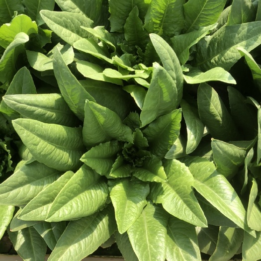 嵩明县青油麦 基地出售精品油麦菜
