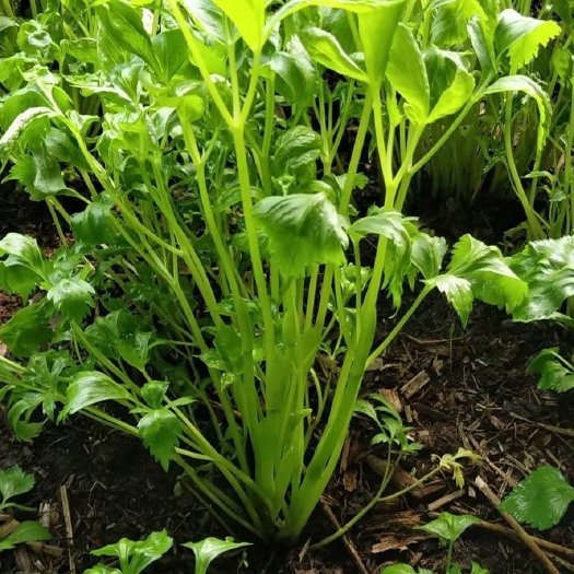 桓仁县大叶芹  东北特色山野菜 春季新鲜上市
