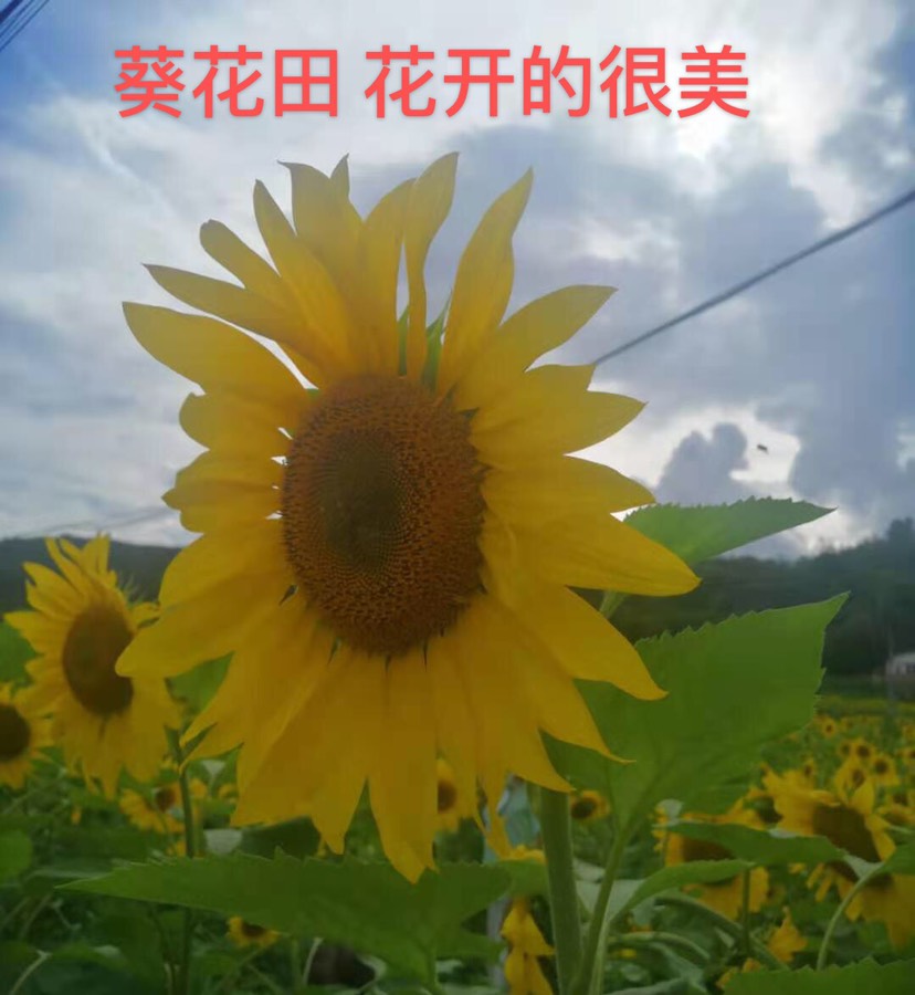 葵瓜子  云南红皮生的葵花子皮薄甘甜香糯瓜子