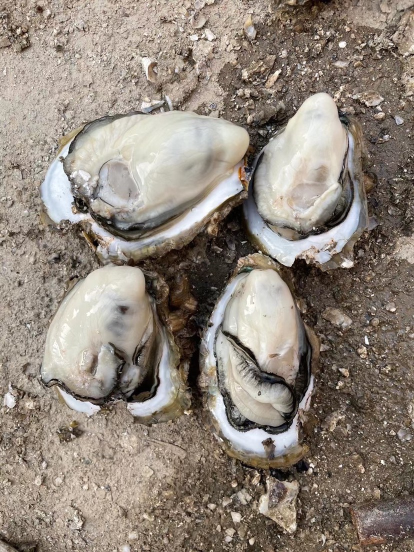 长牡蛎  湛江蚝批发零售 湛江 台山 珠海 阳江生蚝海蛎子海鲜牡蛎